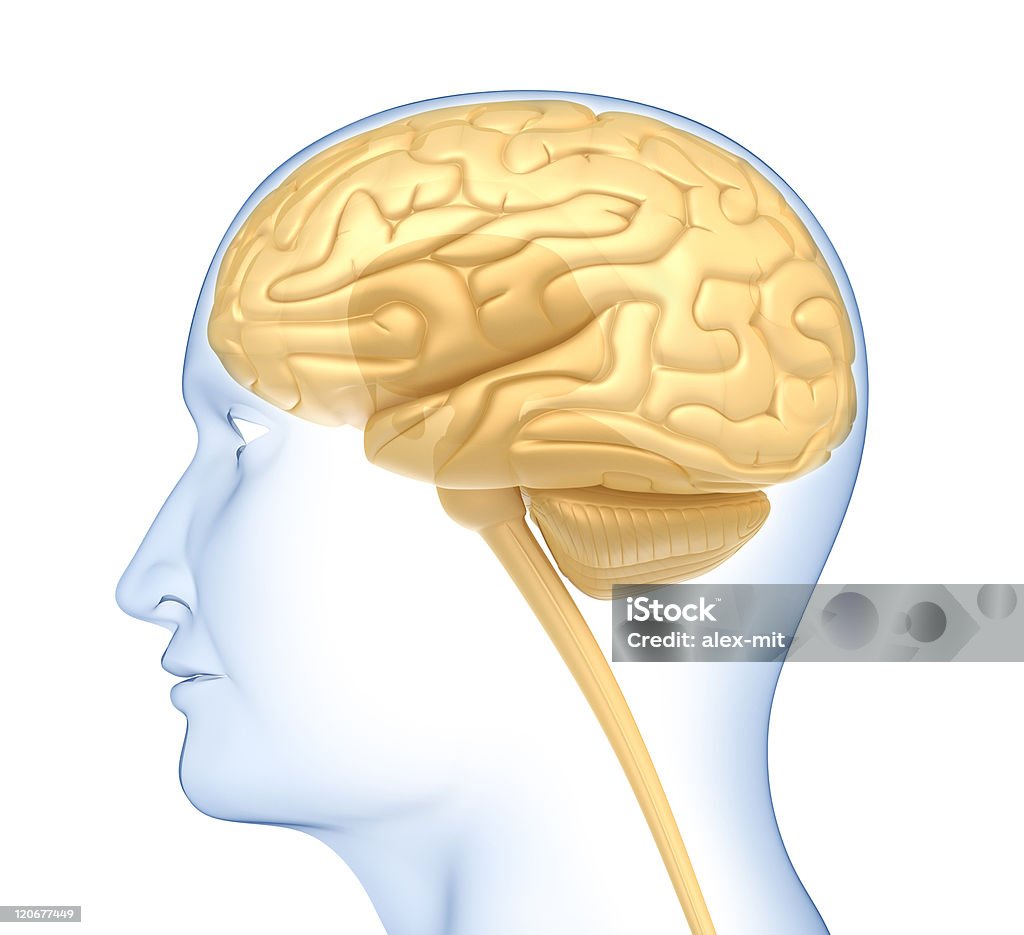 Мозг человека в голову - Стоковые фото Анатомия роялти-фри