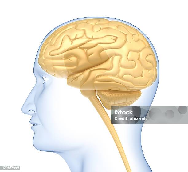 Мозг Человека В Голову — стоковые фотографии и другие картинки Анатомия - Анатомия, Биология, В профиль