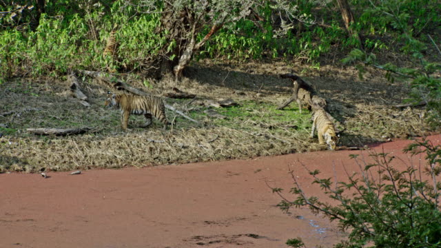Three sub-adult tigers near wetland