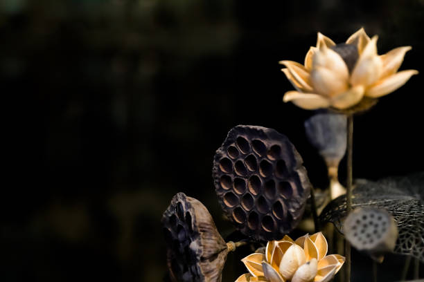 artificial lotus and lotus seeds - plastic poppy imagens e fotografias de stock