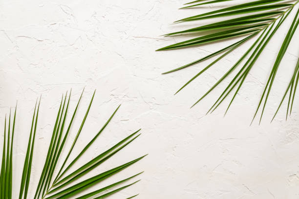 istock Tropical green palm leaves on white concrete background. Flat lay, top view 1206775511