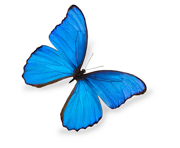 バタフライ-3 d レンダリングイラスト白い背景の上。 - butterfly monarch butterfly isolated flying ストックフォトと画像