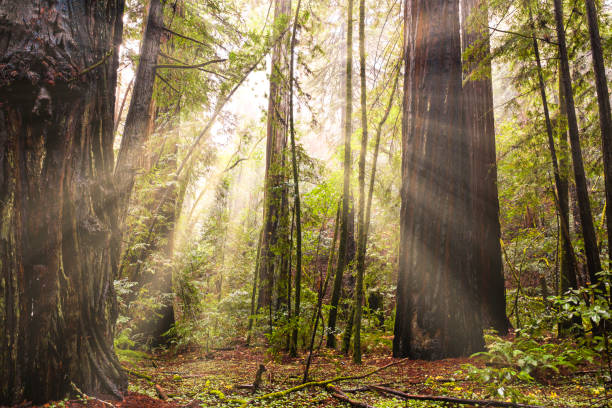 istock Redwood forest with sun rays in summer 1206776154