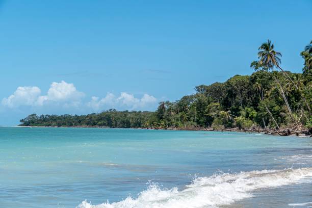 istock scenic sandy beach with palm trees in Cahuita, Costa Rica 1206777097