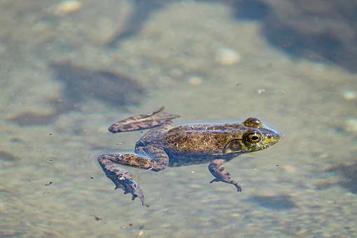 A Green Frog is floating on the surface of the muddy water. Sproat Lake Provincial Park, Vancouver Island, Canada.