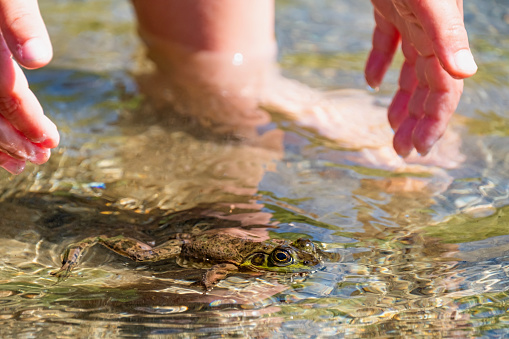 a young child wants to grab the frog, the green Frog is floating on the surface of the water. Sproat Lake Provincial Park, Vancouver Island, Canada.