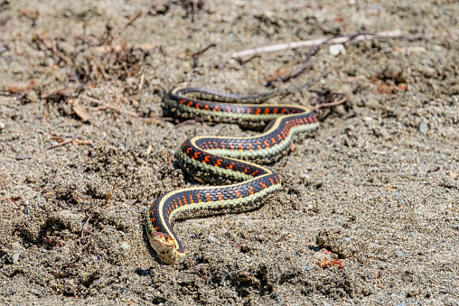 a striped snake on the beach, Sproat Lake Provincial Park, Vancouver Island, Canada.