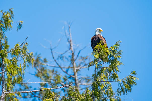 나무에 흰 꼬리 바다 독수리, 푸른 하늘 배경 - white tailed eagle sea eagle eagle sea 뉴스 사진 이미지