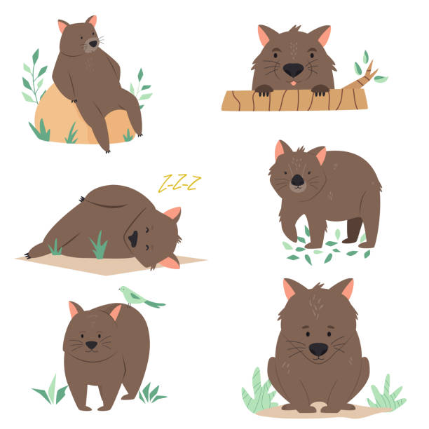 set von australischen wombats in verschiedenen posen. tiercharakter-design - wombat stock-grafiken, -clipart, -cartoons und -symbole