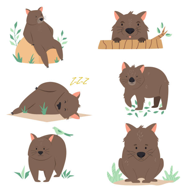 zestaw australijskich wombatów w różnych pozach. wzór postaci zwierzęcej - wombat stock illustrations