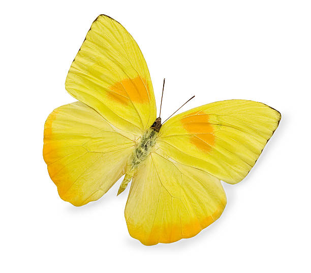 istock A yellow butterfly isolated on a white background 120678022
