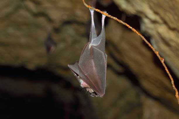 istock Lesser horseshoe bat, Rhinolophus hipposideros 1206780519