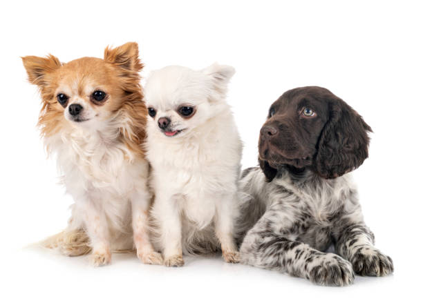 istock puppy Small Munsterlander and chihuahua 1206780594