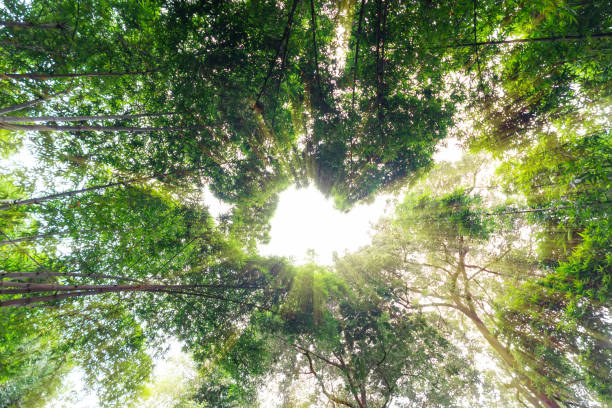 istock Looking up at the lush bamboo forest 1206781495