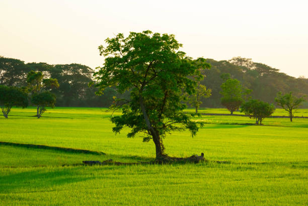 istock Trees shadow in the green rice field and the evening sun 1206781844