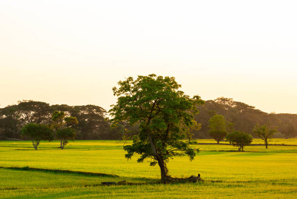istock Trees shadow in the green rice field and the evening sun 1206781846