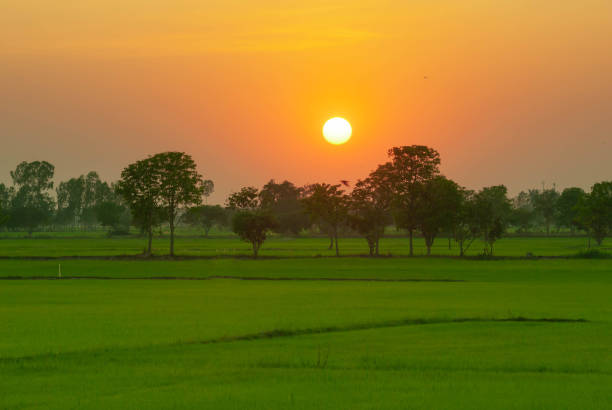istock Trees shadow in the green rice field and the evening sun 1206781854