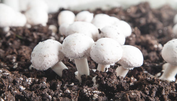 comida deliciosa. champignons de cogumelos na fazenda - 3695 - fotografias e filmes do acervo
