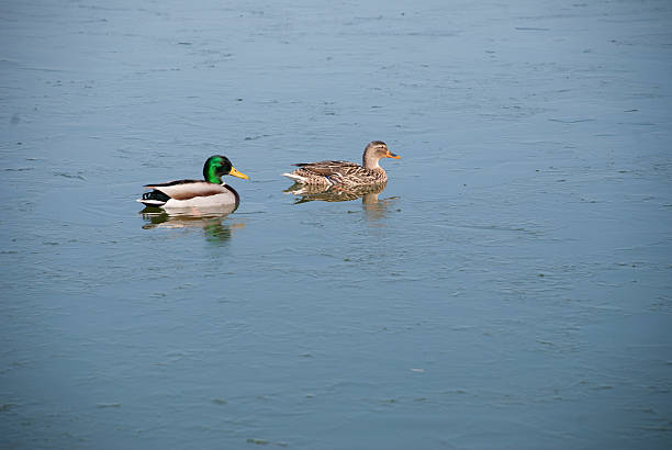 duck stock photo