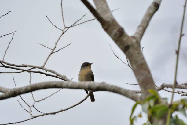 istock Rufous-bellied Blue Flycatcher,Female bird 1206783523
