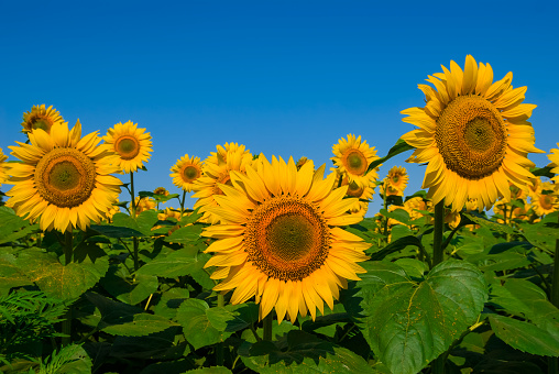 sunflower field scene