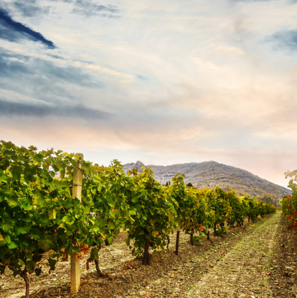 istock vineyard at the quiet summer day scene 1206784298