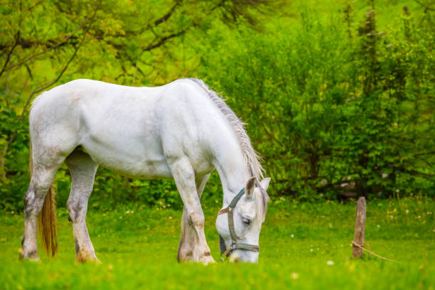 istock white horse on a summer pasture 1206784665