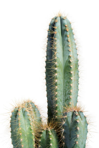 istock Houseplant cactus isolated 1206785296