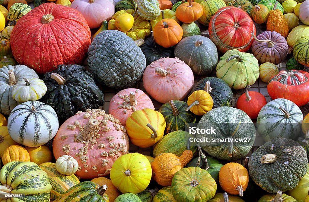 isolated colored pumpkins close-up with isolated pumpkins in autumn season Agriculture Stock Photo
