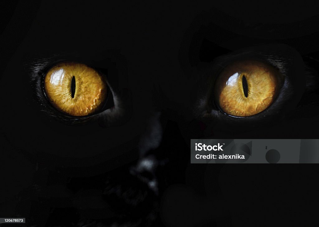 Black Cat Eye Domestic Cat Stock Photo