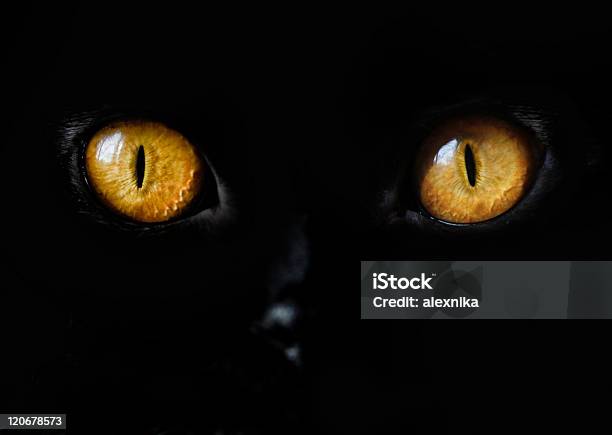 Black Cat Eye Stock Photo - Download Image Now - Domestic Cat, Abstract, Animal