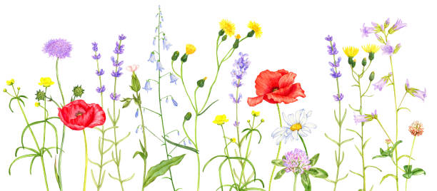 istock wild plants and flowers, drawing by colored pencils 1206786293