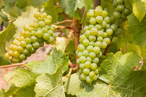 bunches of ripe white seedless grapes on the vine growing in organic in vineyard