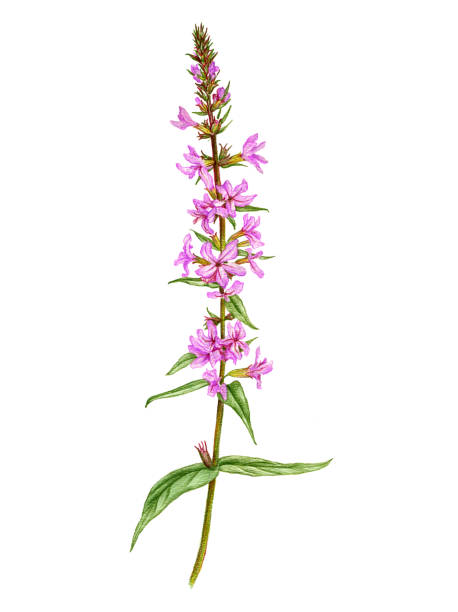 purple loosestrife flower, drawing by colored pencils purple loosestrife flower, drawing by colored pencils, Lythrum salicaria,hand drawn illustration lythrum salicaria purple loosestrife stock illustrations