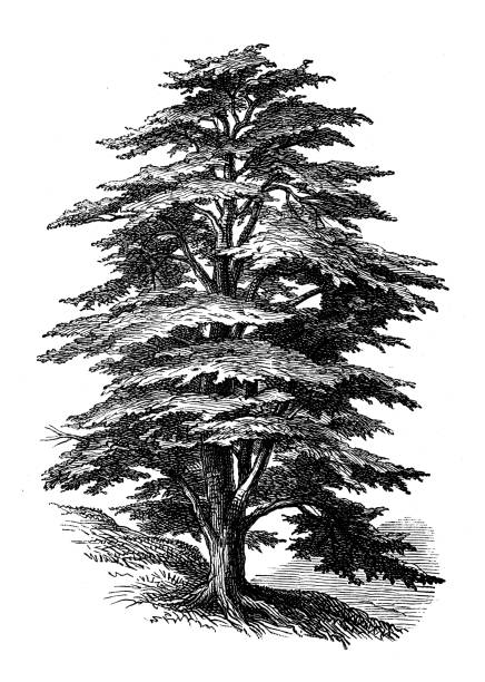 ilustraciones, imágenes clip art, dibujos animados e iconos de stock de ilustración de botánica antigua: cedrus libani, cedro líbano - lebanon