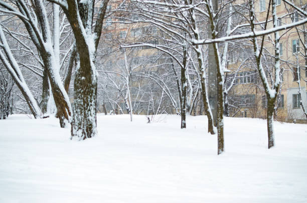 istock Snowy trees after snowfall among residential buildings 1206788571