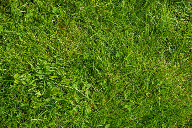 istock Green Grass Lawn Or Meadow, Texture Or Background 1206788783