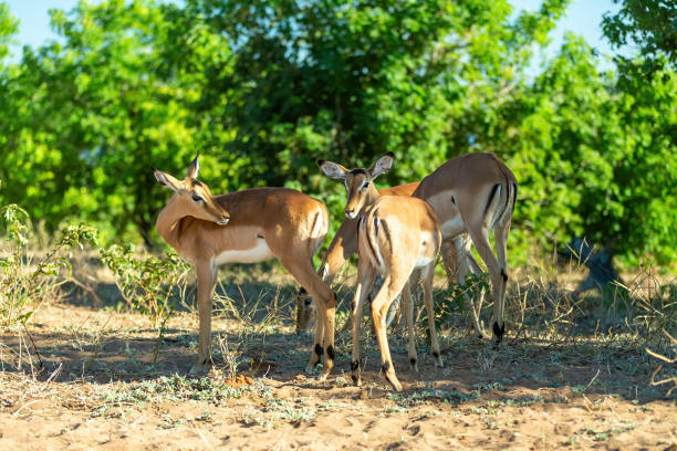 istock herd of impala antelope in Chobe, Botswana 1206789010