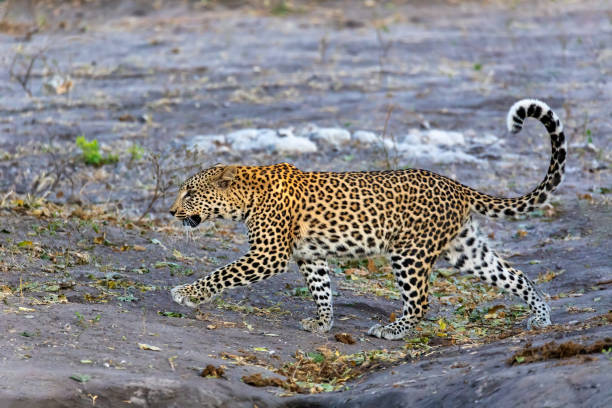 istock african leopard Chobe Botswana, Africa wildlife 1206789021