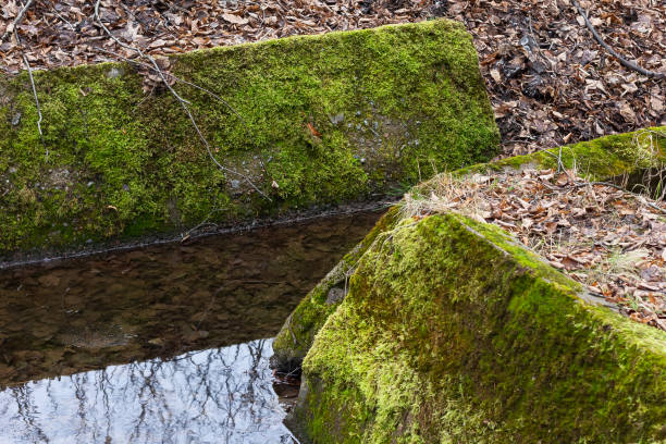 istock stones in the moss near the forest stream 1206789991