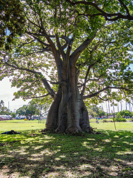 istock Ala Moana Beach Park, Honolulu, Oahu Island, Hawaii. 1206790012