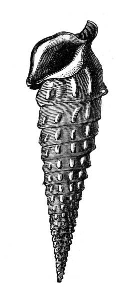 istock Antique animal illustration: Campanile giganteum 1206790144