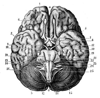 Antique illustration: Human brain