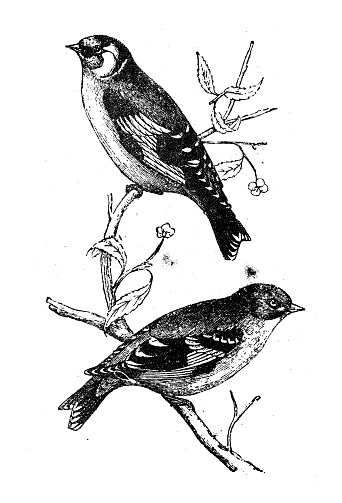 Antique animal illustration: goldfinch (Carduelis carduelis)