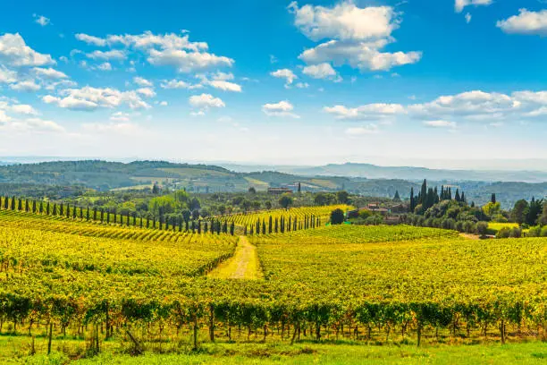 Chianti vineyard panorama and cypresses row in autumn. Castelnuovo Berardenga, Tuscany, Italy, Europe.