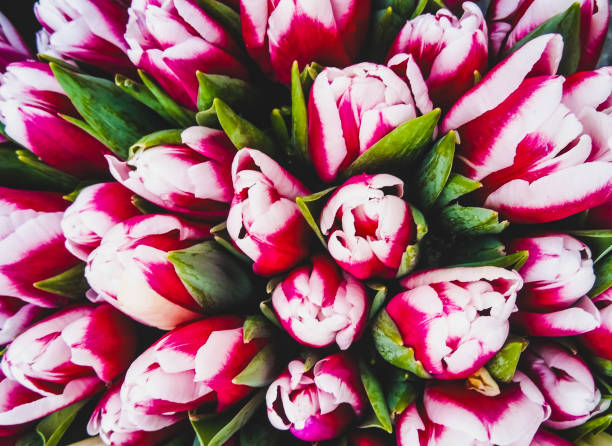 istock beautiful tulips bouquet 1206792108