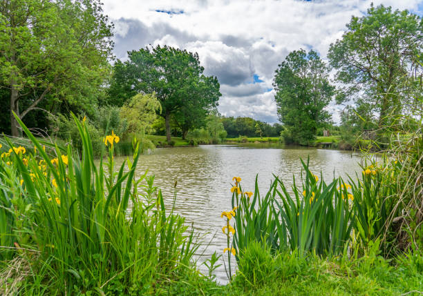 istock Green reeds and vegetation surrounding a rural lake with a tree lined perimeter 1206792982