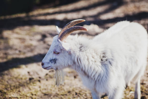 Close-up portrait of a goat in the field