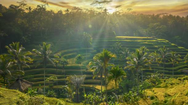 istock Beautiful sunrise over terraced Balinese rice paddies. 1206794251