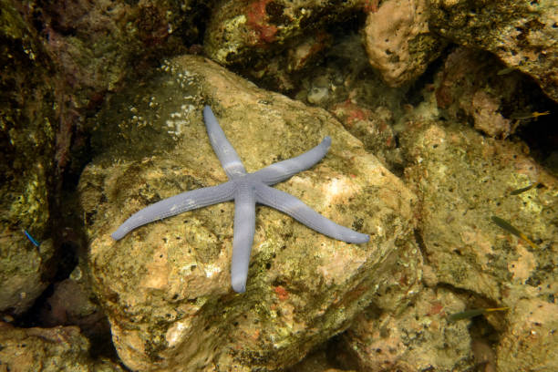 istock Big tropical purple star fish on the stone 1206794561